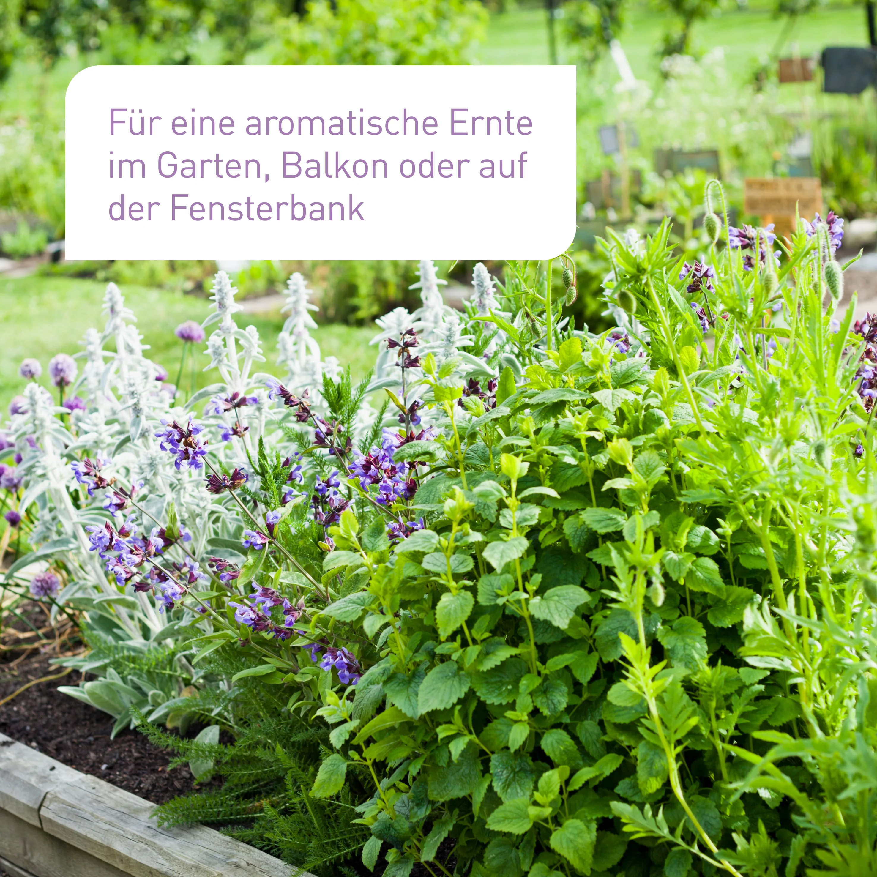 Bio-Kräuter Samen-Set mit 10 Sorten - Image 4