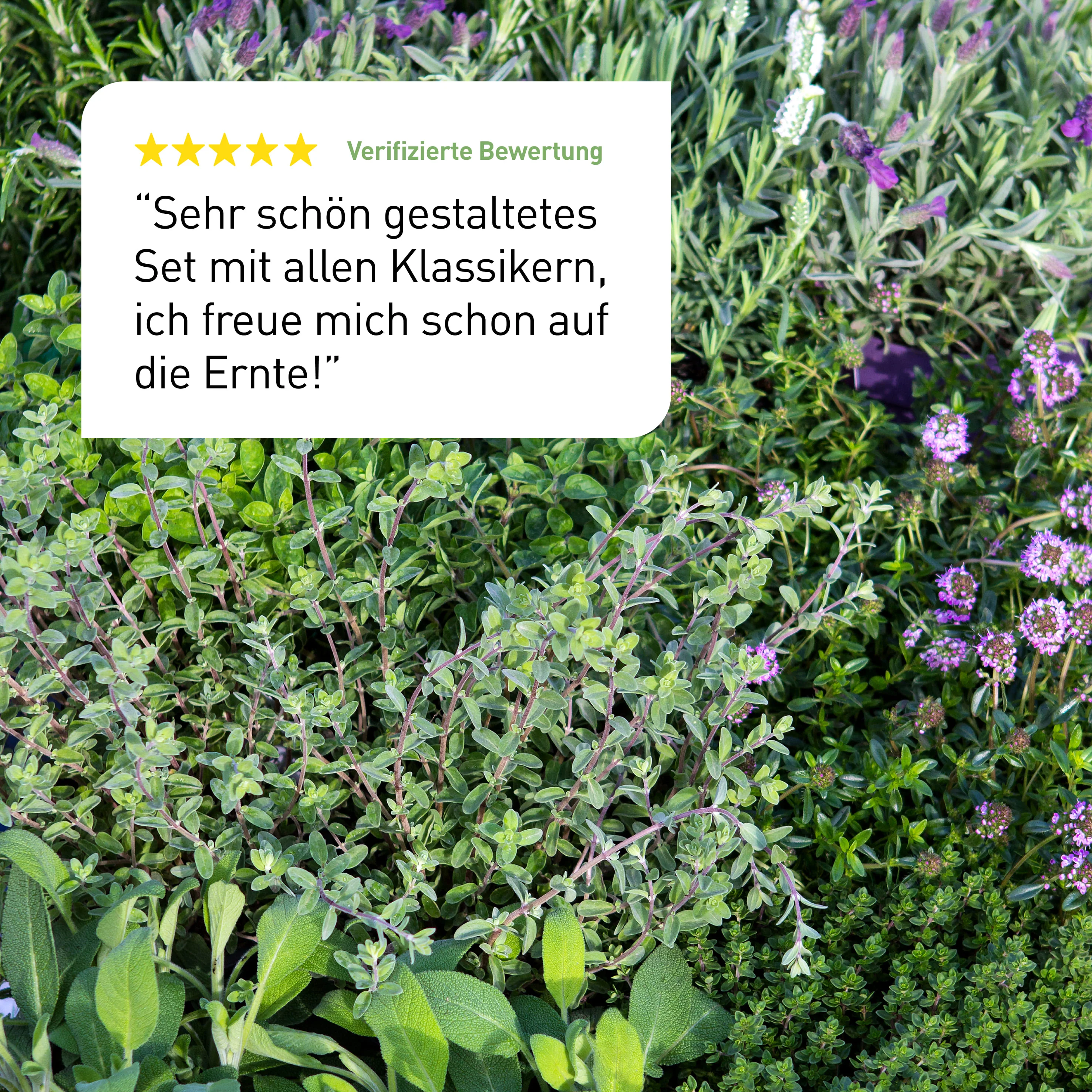 Bio-Kräuter Samen-Set mit 10 Sorten - Image 7