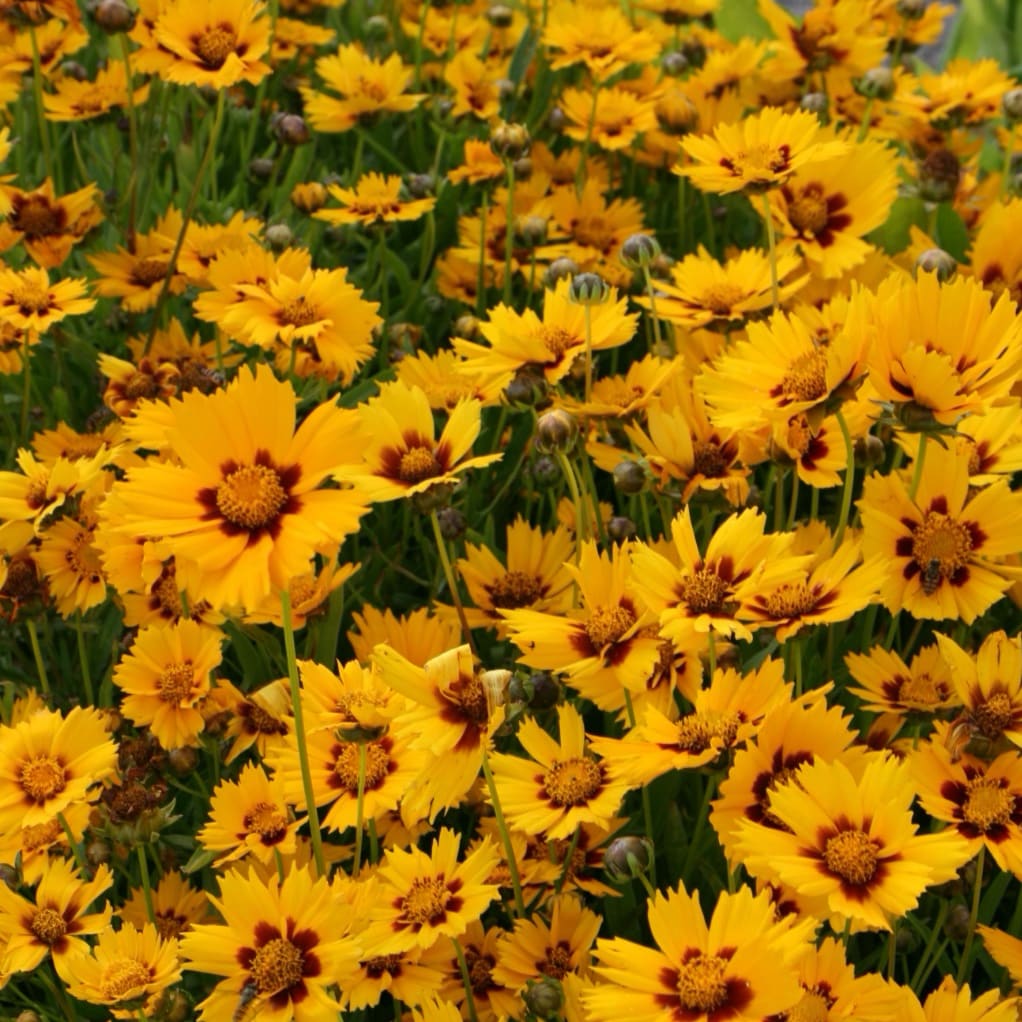 Mädchenauge 'Grandiflora' Gelb - Image 2