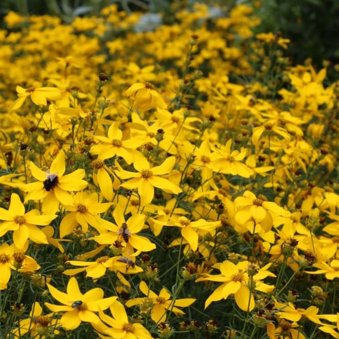 Mädchenauge 'Grandiflora' Gelb - Image 3