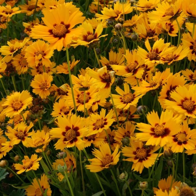 Mädchenauge 'Grandiflora' Gelb - Image 4