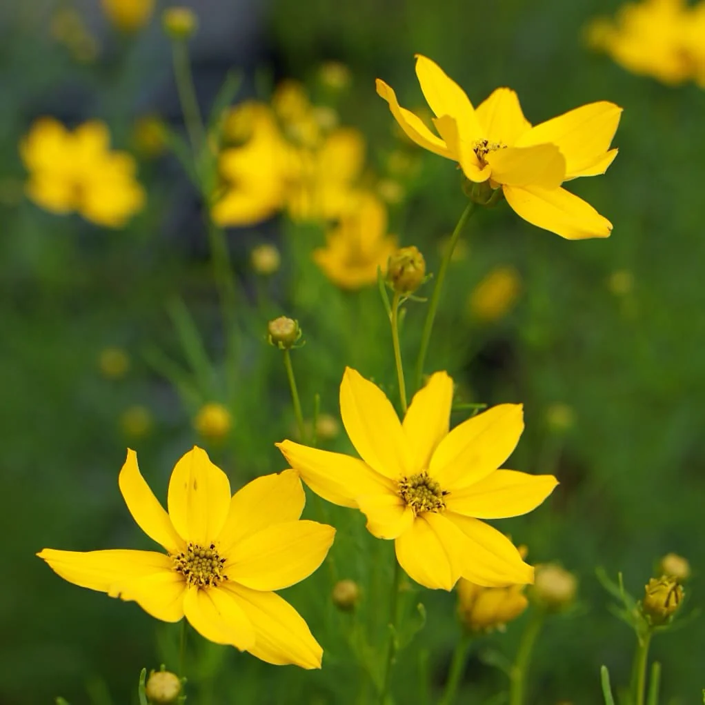 Mädchenauge 'Grandiflora' Gelb - Image 5