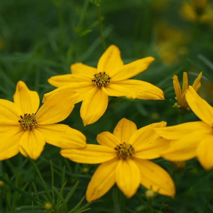 Mädchenauge 'Grandiflora' Gelb - Image 7