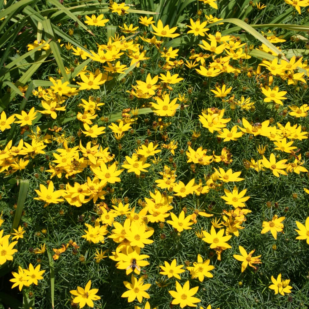 Mädchenauge 'Zagreb' Gelb