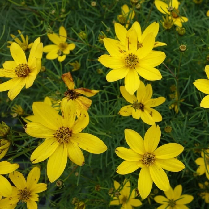 Mädchenauge 'Zagreb' Gelb - Image 2