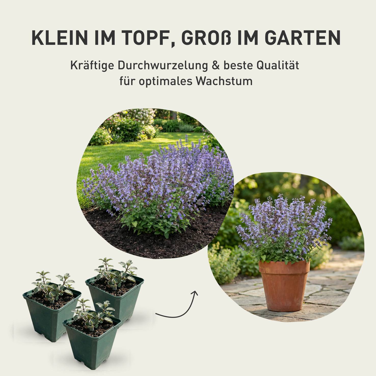 Waldschmiele - Image 4