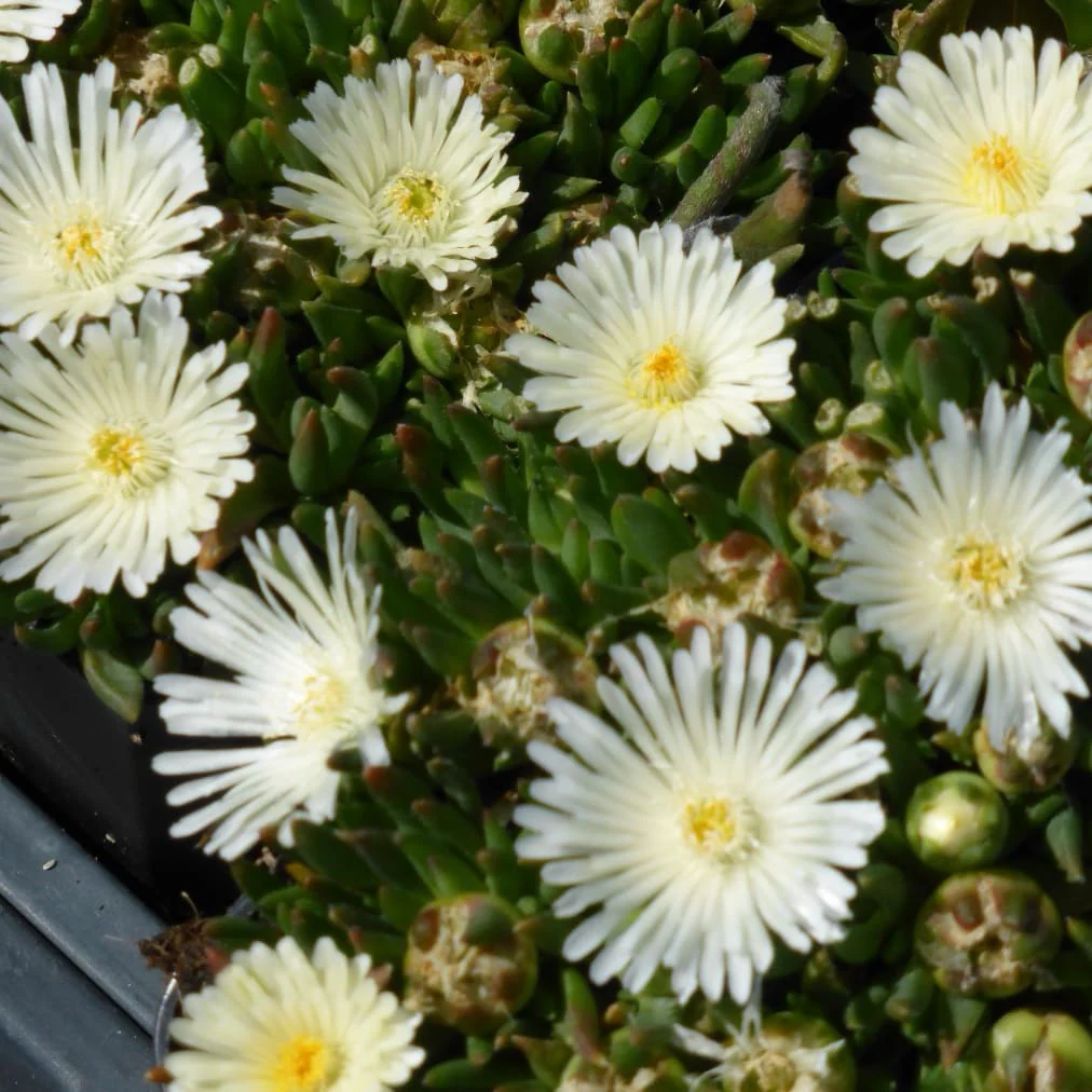 Mittagsblume 'Album' Weiß