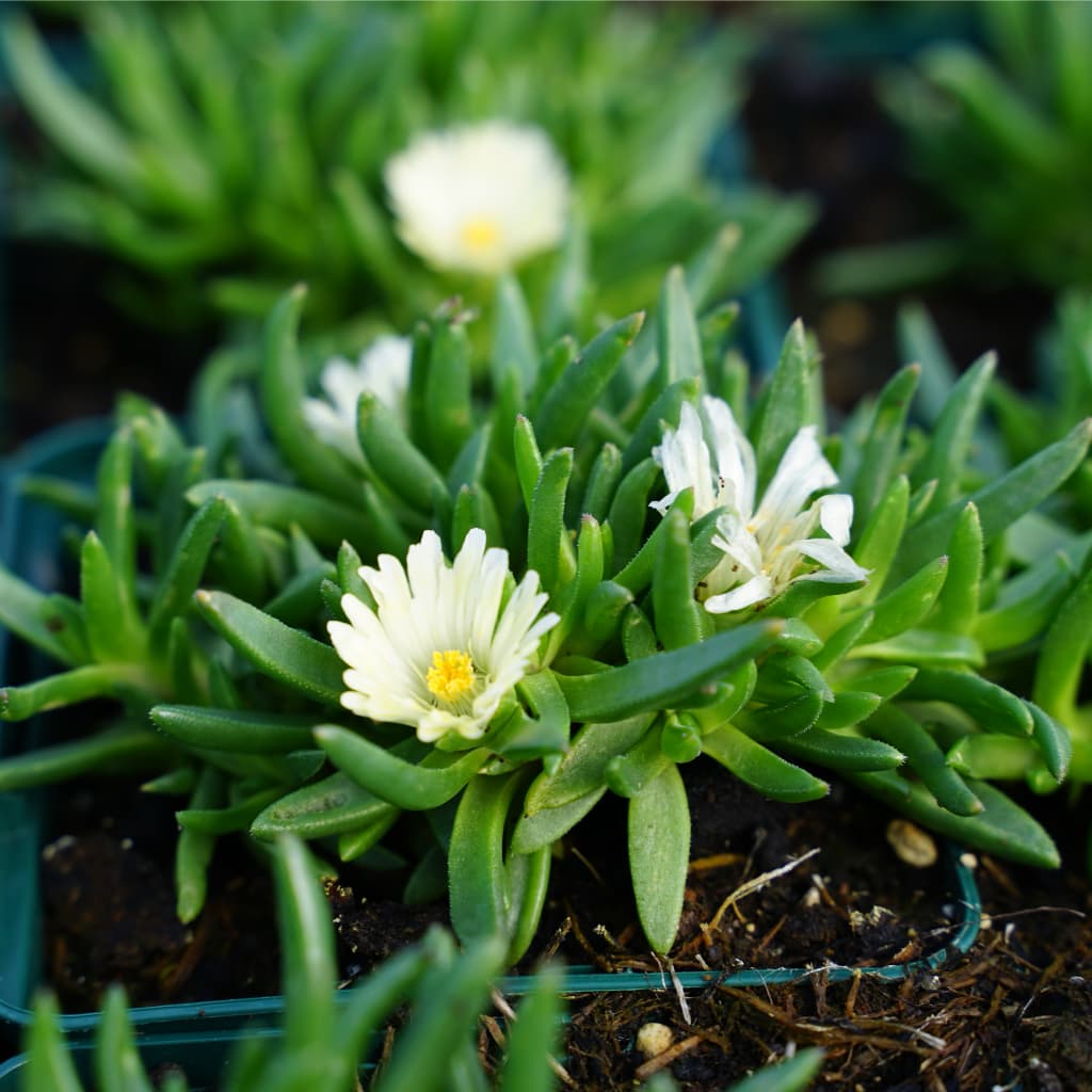 Mittagsblume 'Album' Weiß - Image 2