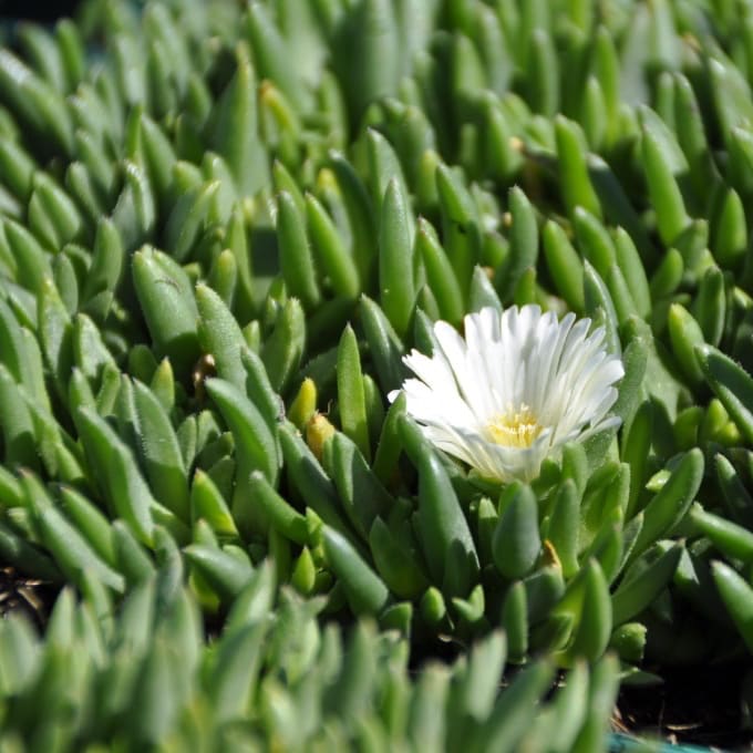 Mittagsblume 'Album' Weiß - Image 3