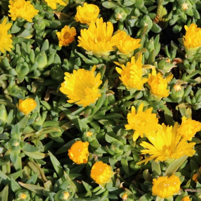 Mittagsblume Gelb - Image 2