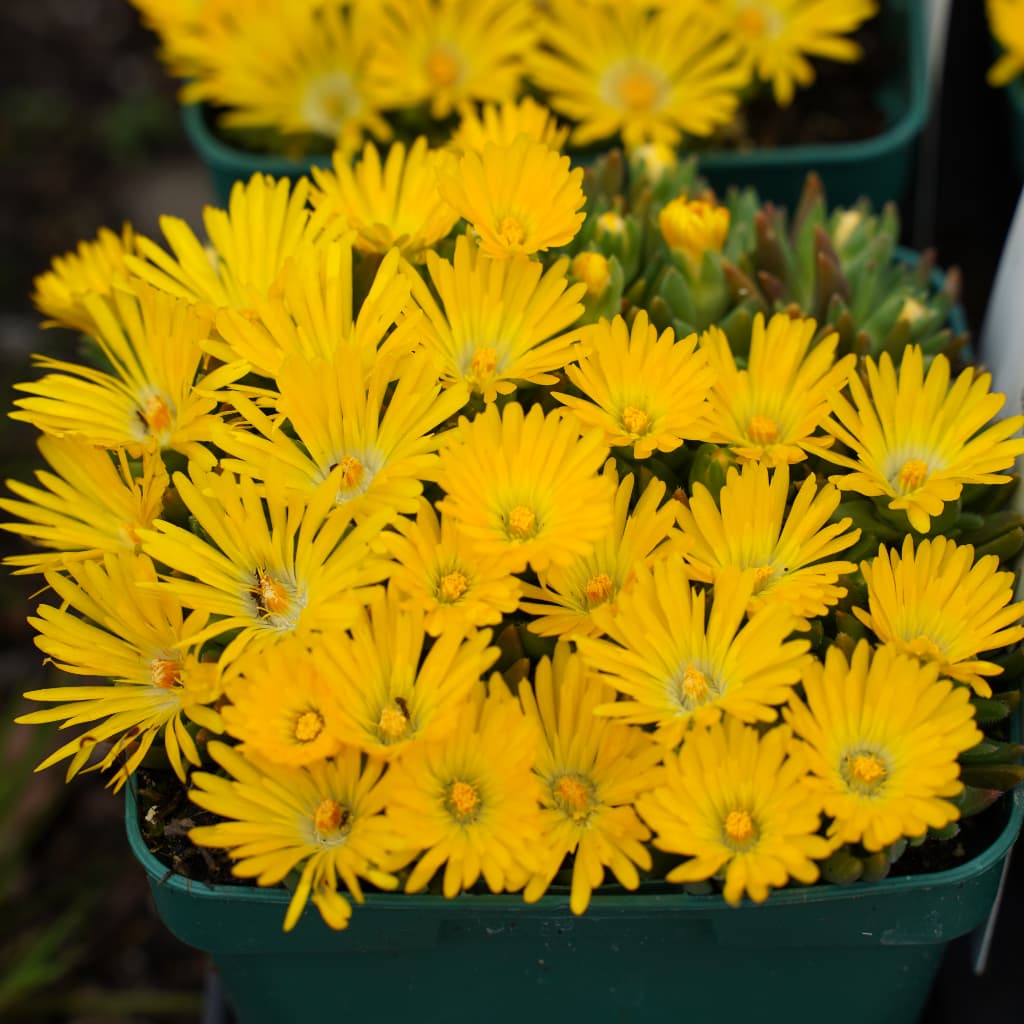 Mittagsblume Gelb - Image 3