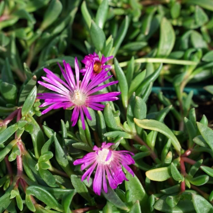 Mittagsblume 'Table Mountain' Purpur