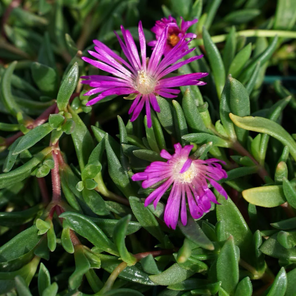 Mittagsblume 'Table Mountain' Purpur - Image 2