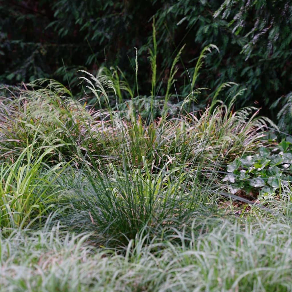 Waldschmiele - Image 2