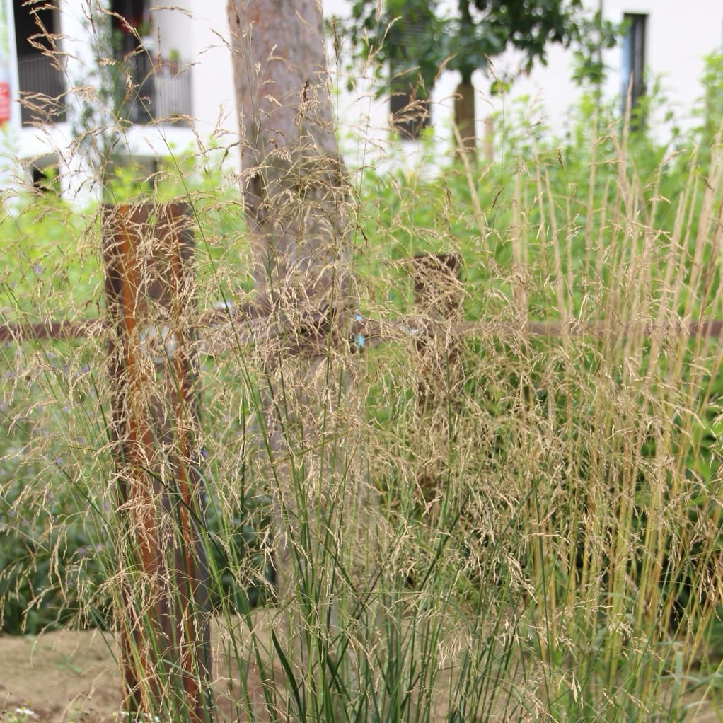 Waldschmiele - Image 3